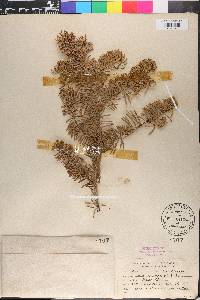 Abies lasiocarpa image