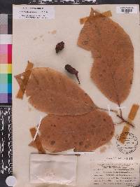 Magnolia acuminata image
