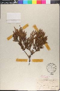 Thuja occidentalis image