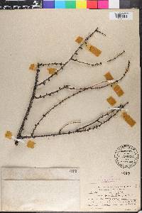 Larix laricina image