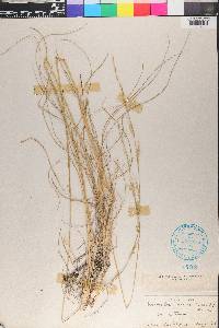 Eriochloa sericea image