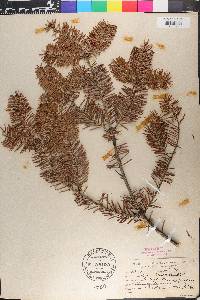 Abies balsamea image