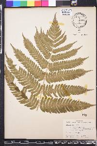 Dryopteris goldieana image