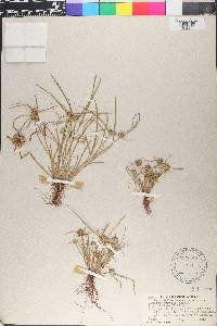 Macradenia lutescens image