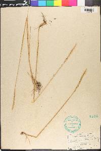 Elymus trachycaulus subsp. trachycaulus image