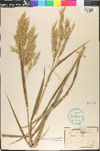 Bromus latiglumis image