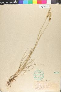 Pascopyrum smithii image