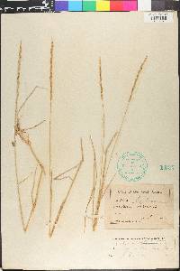 Elymus trachycaulus subsp. trachycaulus image