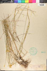 Elymus trachycaulus subsp. trachycaulus image