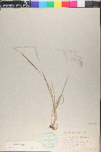 Agrostis capillaris image