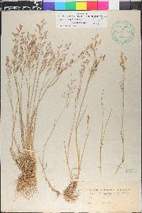 Agrostis capillaris image