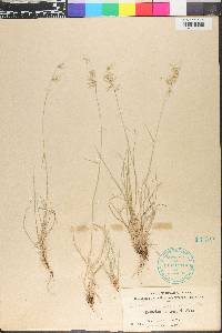 Bouteloua rigidiseta image