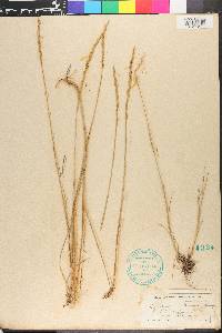 Elymus trachycaulus subsp. trachycaulus image