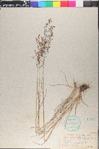 Agrostis capillaris image