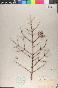 Picea rubens image