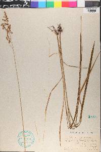 Anthoxanthum nitens image