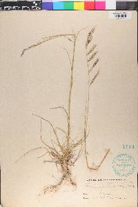 Bouteloua radicosa image