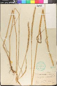 Elymus trachycaulus subsp. subsecundus image