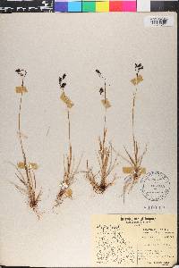 Carex atrofusca image