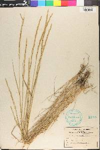 Elymus trachycaulus subsp. trachycaulus image