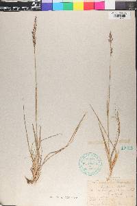 Calamagrostis stricta subsp. stricta image
