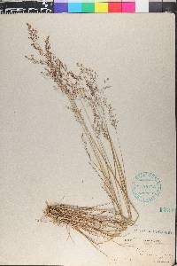 Agrostis capillaris image