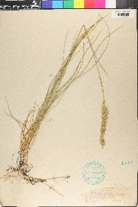 Pascopyrum smithii image