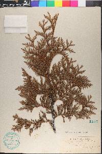 Thuja occidentalis image