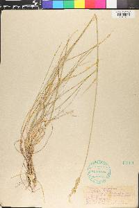 Elymus lanceolatus image