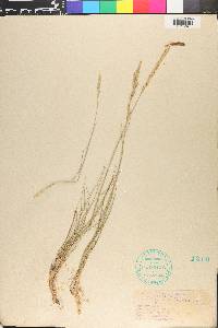 Elymus lanceolatus subsp. lanceolatus image