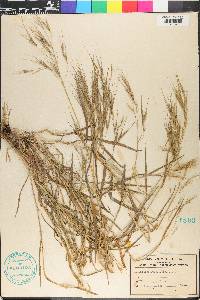 Bromus diandrus image