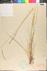 Elymus trachycaulus subsp. subsecundus image