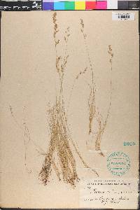 Festuca filiformis image