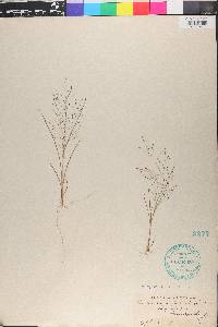 Eragrostis capillaris image