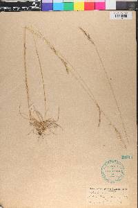 Festuca ovina image