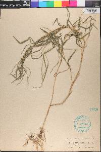 Muhlenbergia sylvatica image