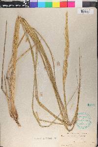 Leymus mollis image