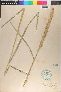 Leymus mollis image