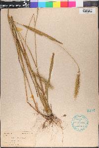 Elymus villosus image