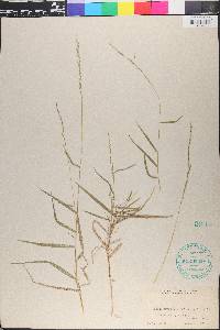 Muhlenbergia sobolifera image