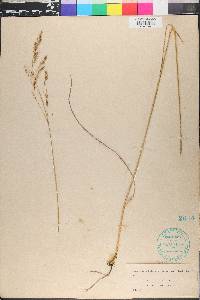 Festuca shortii image