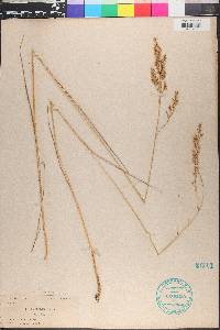Festuca shortii image