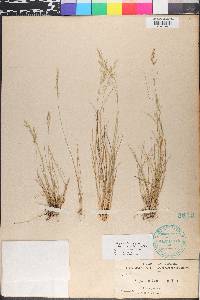 Piptatheropsis pungens image