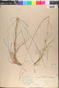 Danthonia compressa image