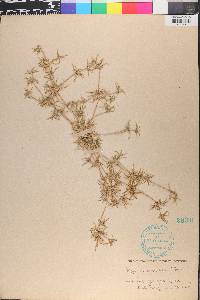 Munroa squarrosa image