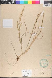 Lolium pratense image