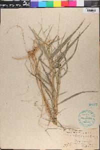 Muhlenbergia sobolifera image