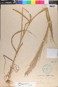 Leptochloa panicea subsp. mucronata image