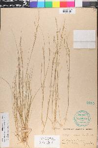 Piptatheropsis micrantha image