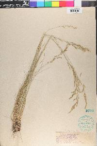 Poa secunda var. ampla image